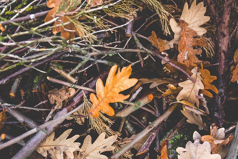 autumn, fall, mess, leaves, leaf, bush, nature, plant, plant part HD wallpaper