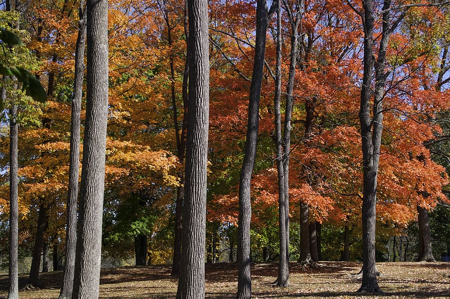 fall, foliage, trees, autumn, nature, orange, season, leaf, HD wallpaper