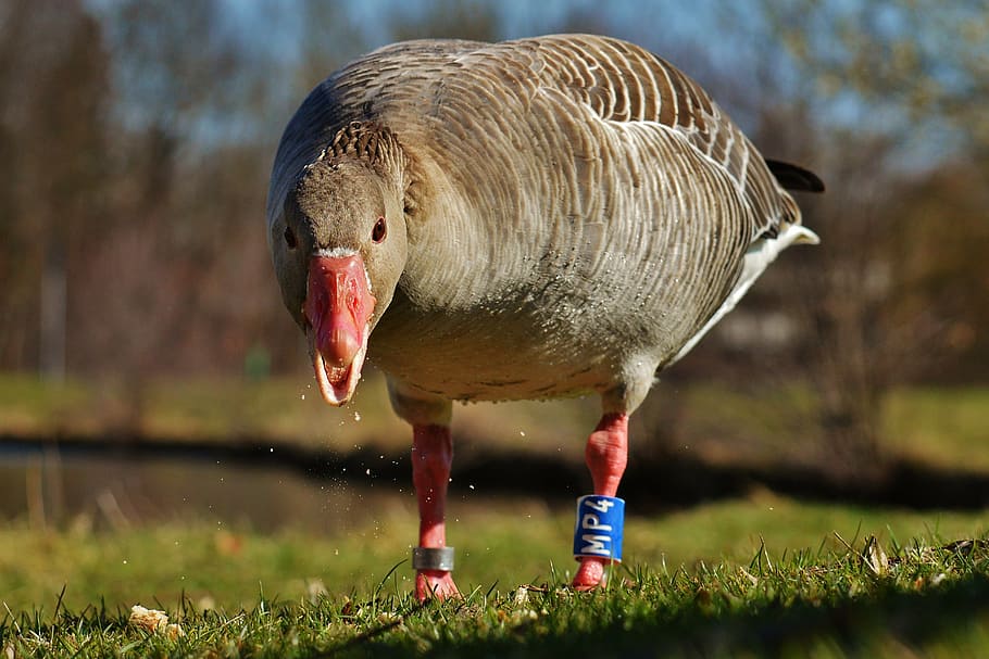goose, bird, feather, bread, water bird, poultry, bill, plumage HD wallpaper