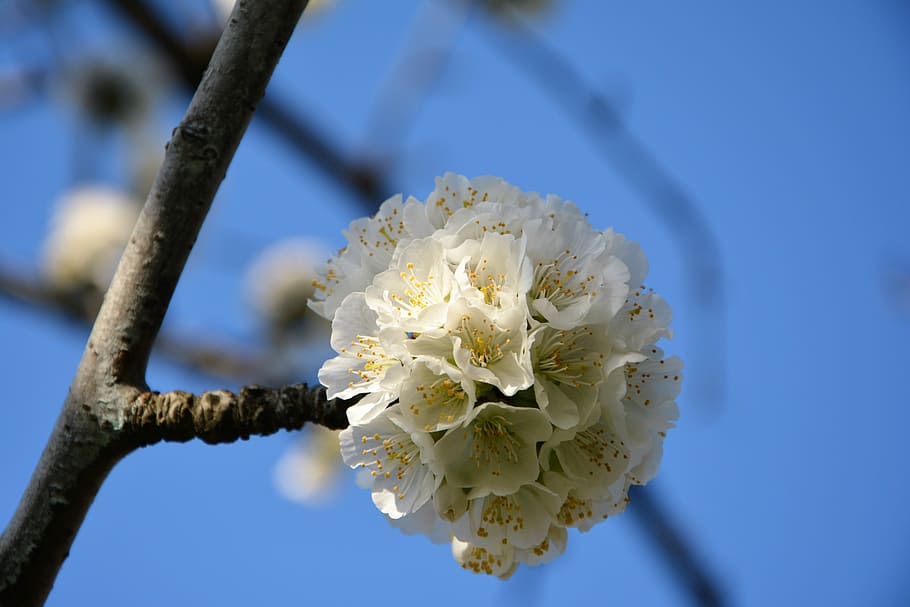 Cherry, Flower, Sprig, Spring, Nature, spring flowers, garden HD wallpaper