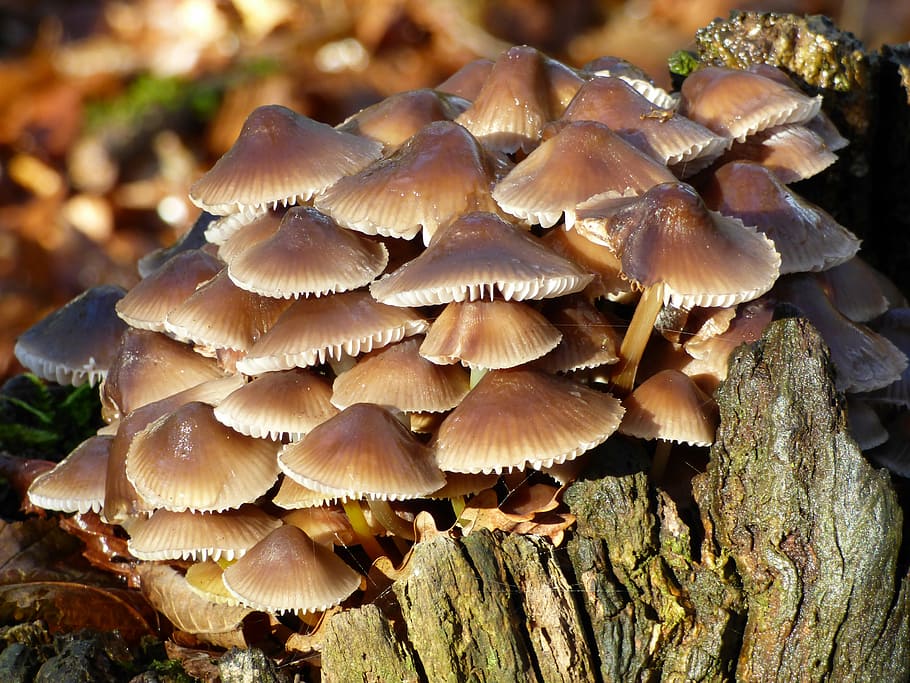 fall, mushrooms, strain, forest, wood, nature, trunk, fungus HD wallpaper