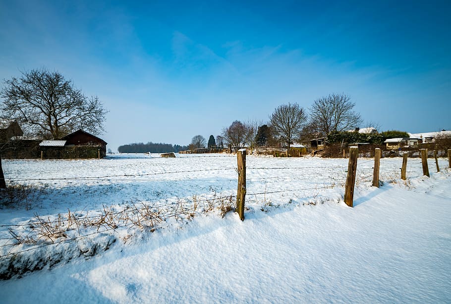 winter, waters, tree, nature, snow, cold temperature, sky, tranquility HD wallpaper