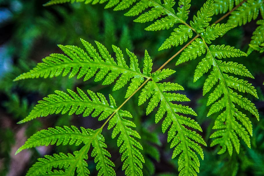 Leaves, Green, Macro, the leaves, nature, leaf, green Color HD wallpaper
