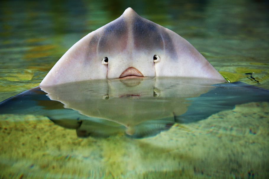 white and grey fish, stingray, ocean, water, nature, eye, animal HD wallpaper