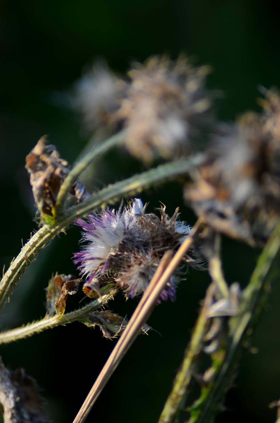 Flower, Macro, Thistle, Plant, Nature, vegetable tanned, little flowers HD wallpaper