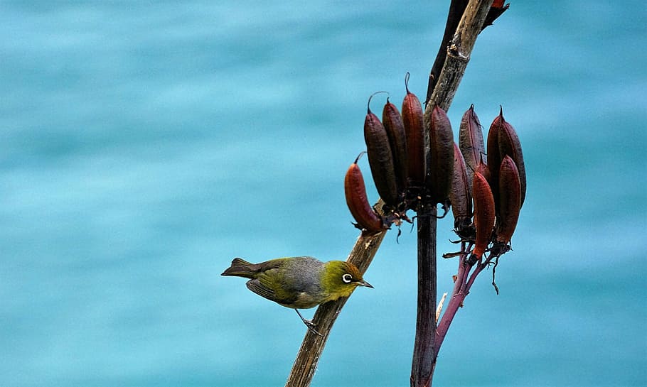 Bird, Green, Blue, Wild, Wildlife, nature, animal themes, animals in the wild HD wallpaper