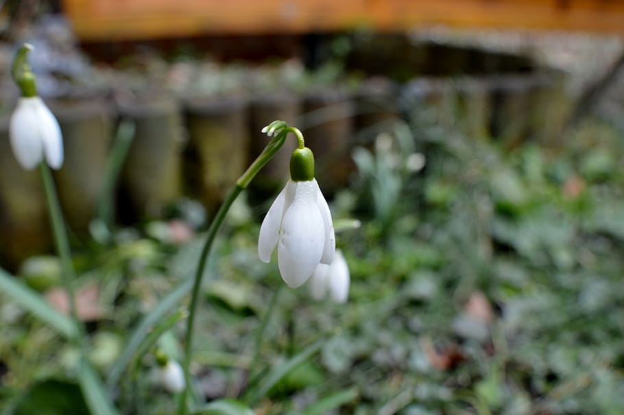 snowdrop, plant, nature, spring, flower, close, macro, white color HD wallpaper