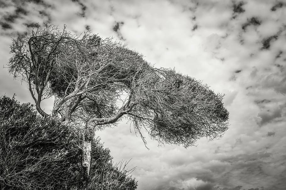 tree, sky, clouds, nature, winter, black and white, one animal HD wallpaper