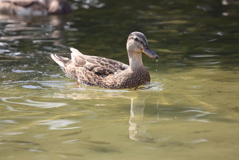 Duck, Bird, Hybrid, animal themes, animals in the wild, one animal HD wallpaper