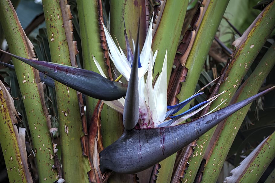 Strelitzia, Flower, Hardy, Lines, nature, growth, green color HD wallpaper