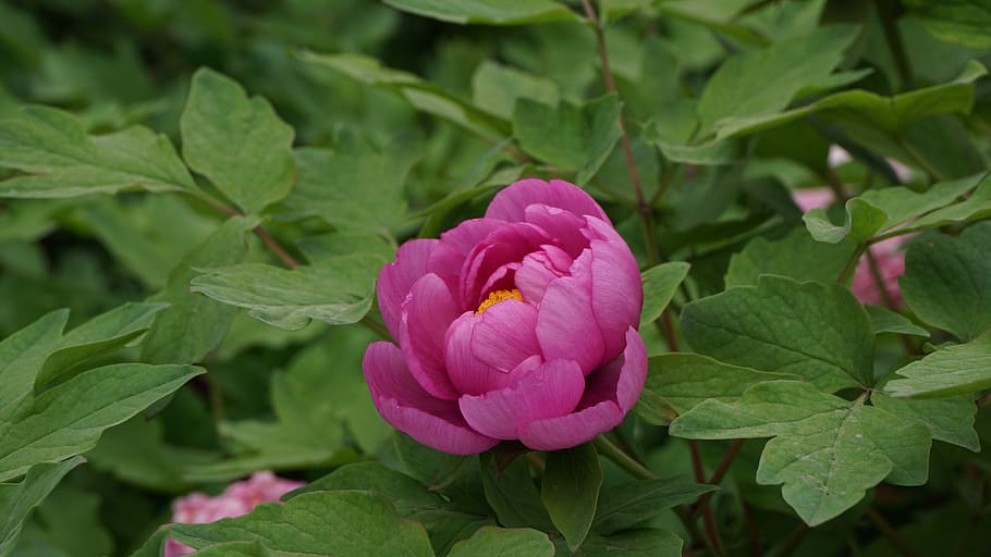 luo yang hong, peony, macro, leaf, plant part, beauty in nature HD wallpaper