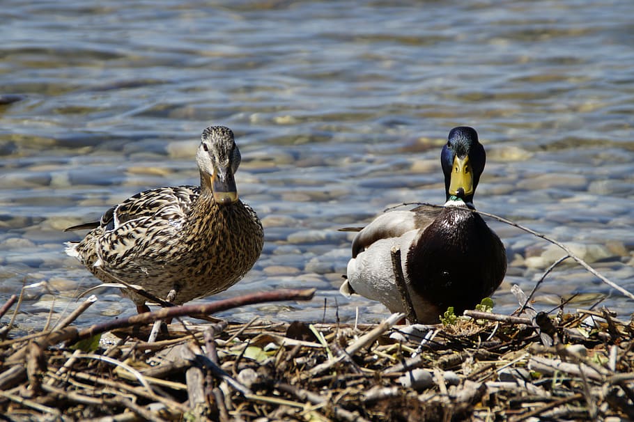ducks, mallards, birds, duck bird, water bird, pair, couple HD wallpaper