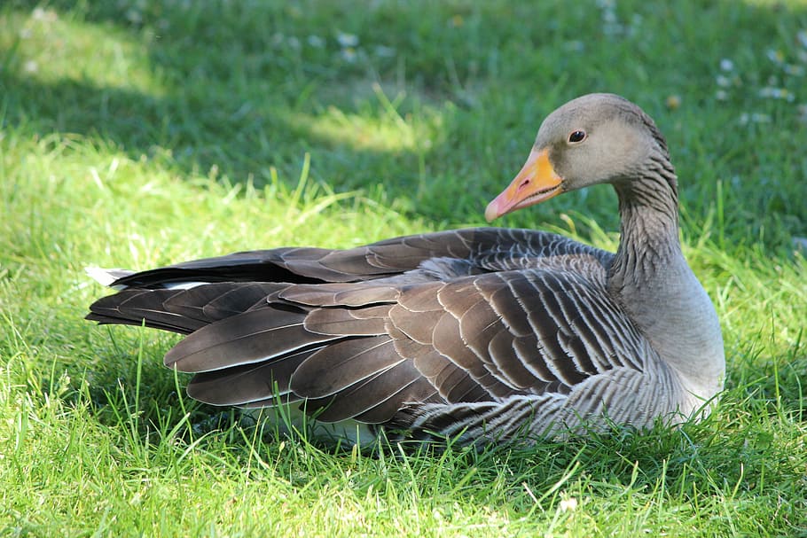 duck, goose, bird, poultry, feather, plumage, bill, close, water bird HD wallpaper