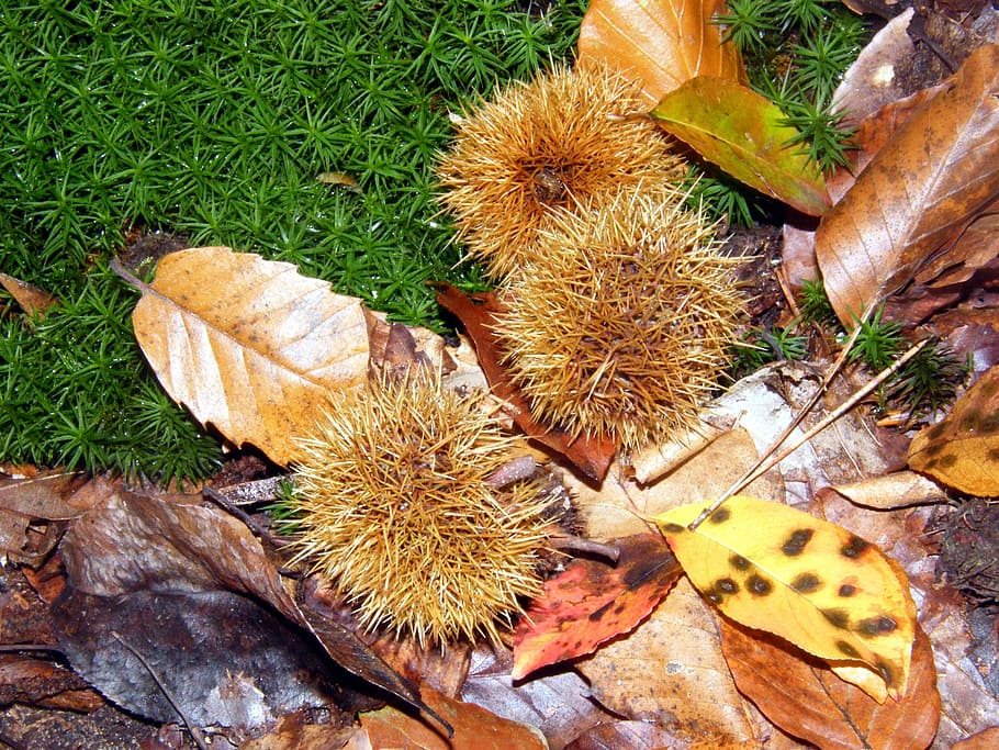 maroni, spur, forest, autumn, colorful, leaves, collect, high angle view HD wallpaper