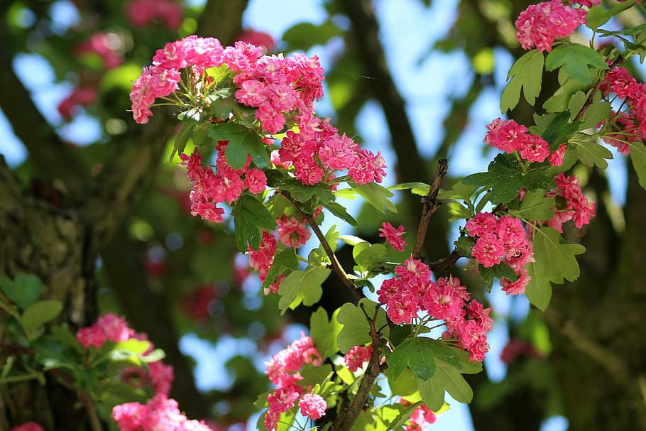 shallow focus photography of pink flowers, tree, crataegus HD wallpaper