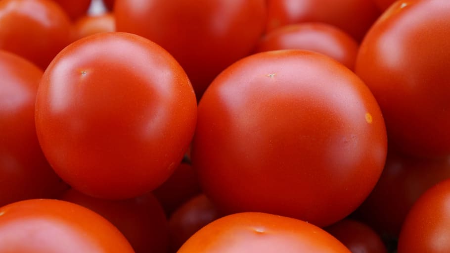 tomatoes, red, delicious, vegetables, food, vegetarian, healthy HD wallpaper