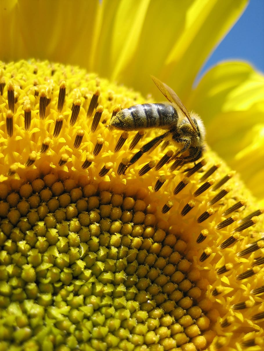 sun flower, bee, yellow, close, busy bee, insect, nectar, sunflower HD wallpaper