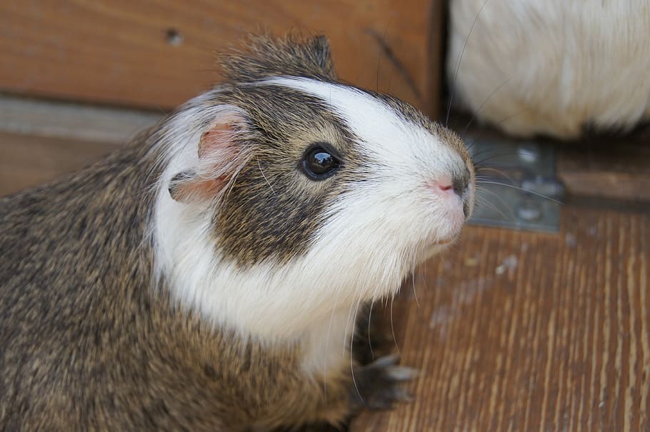mumps, animals, guinea pig, mammal, animal themes, one animal HD wallpaper