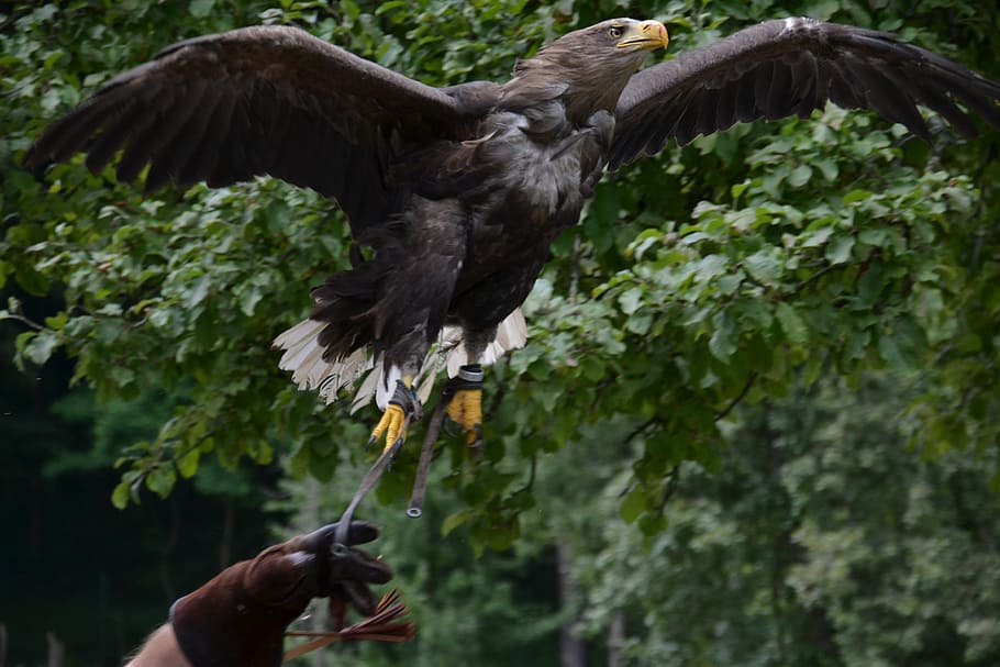 person releasing bald eagle, flight, predator, bird, training HD wallpaper