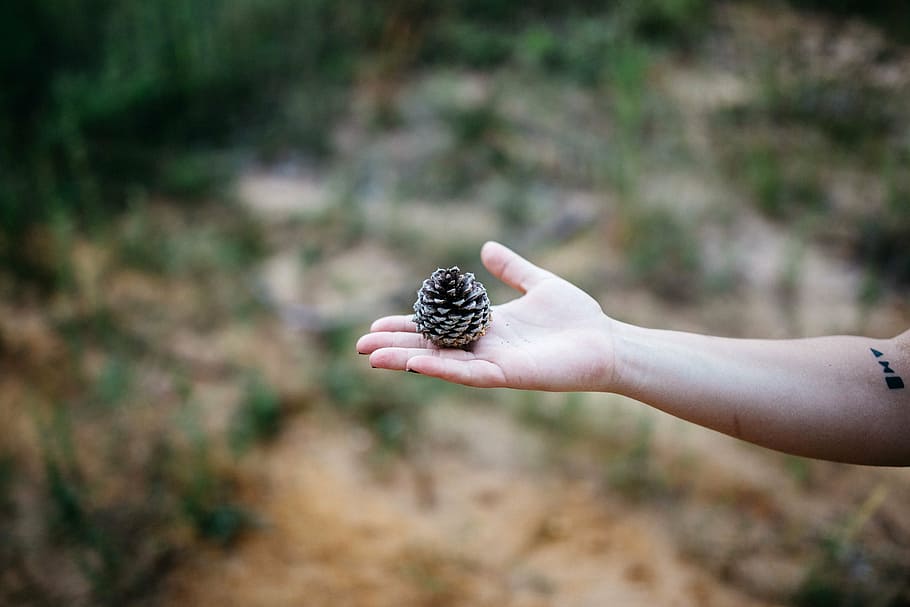 person holding pine cone, brown, hand, palm, arm, blur, outdoor HD wallpaper