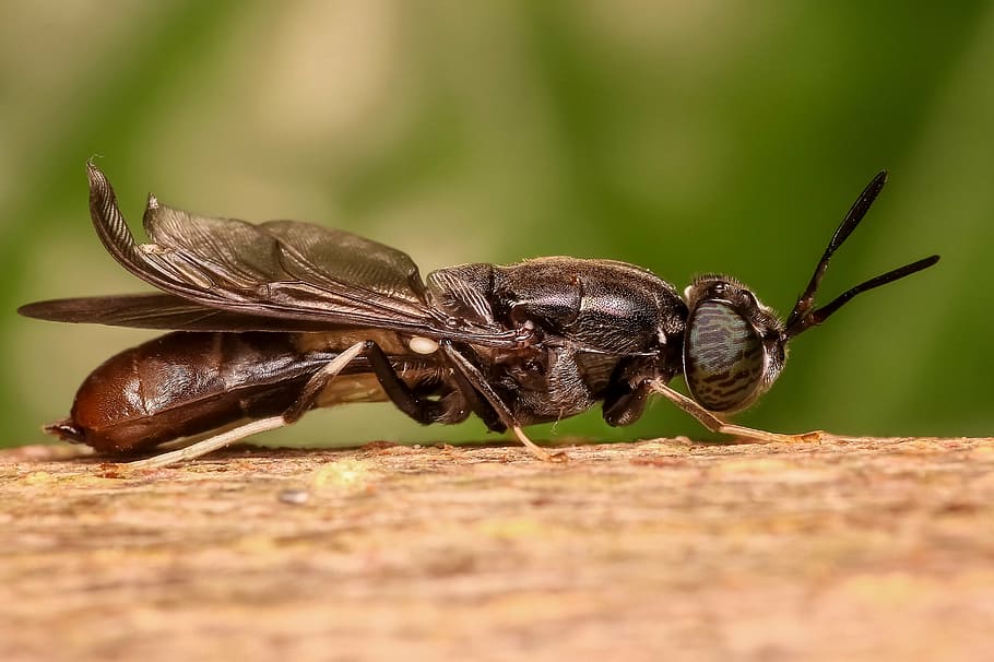 selective focus photography of soldier fly perched on brown tree bark HD wallpaper