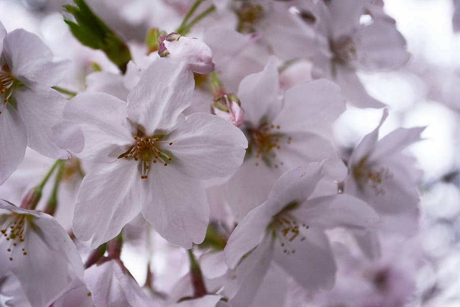 Cherry, Spring, Japan, Spring Flowers, white color, blossom HD wallpaper