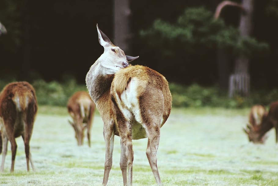 brown 4-legged animals on grass field during daytime, deer HD wallpaper