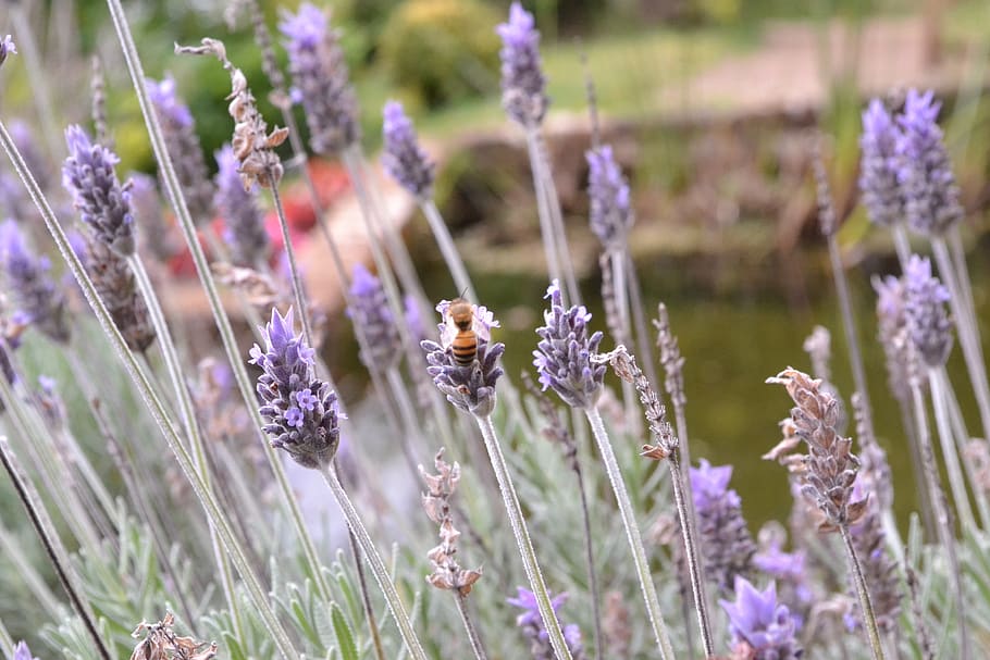 bee, lavandre, country, flower, flowering plant, purple, fragility HD wallpaper