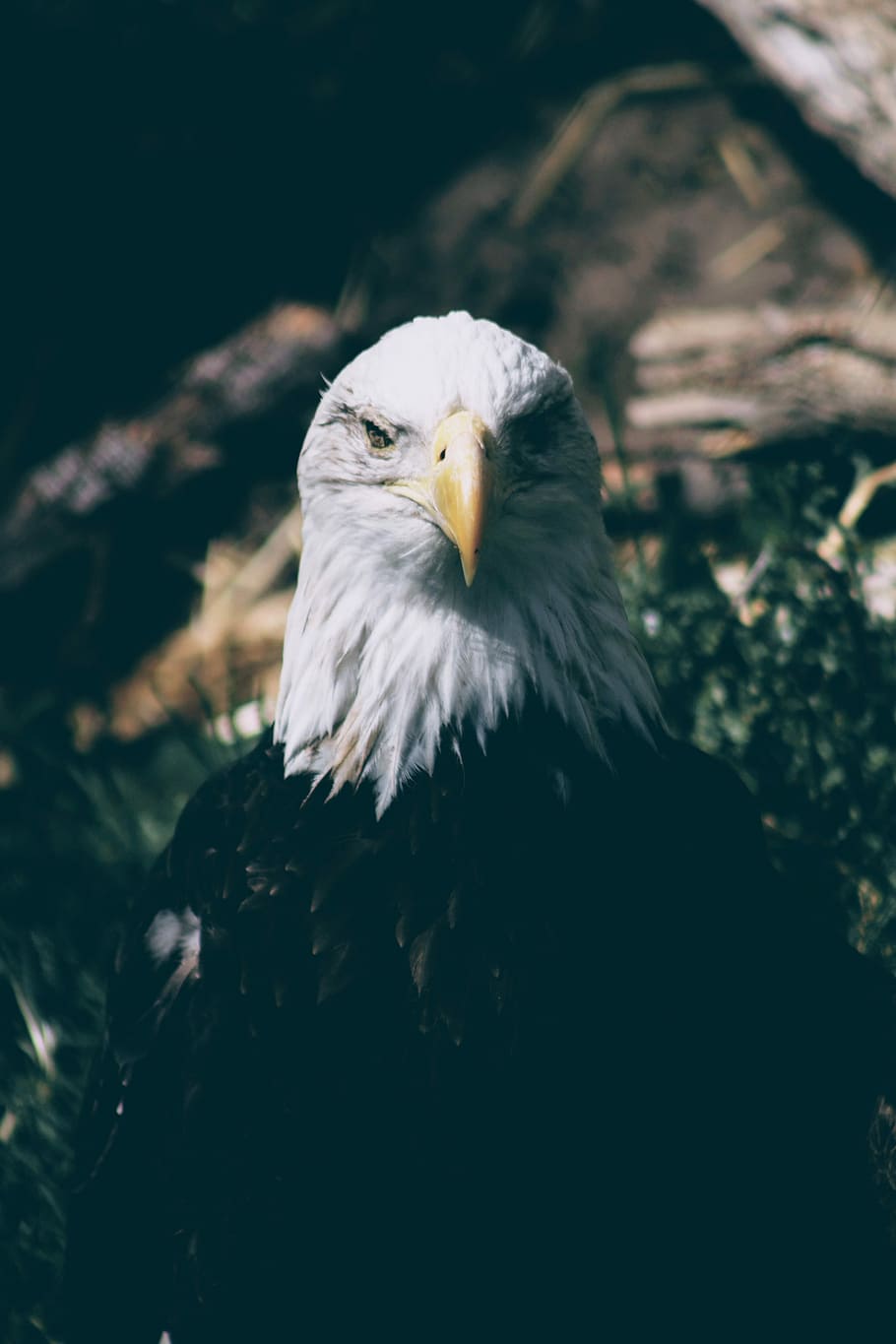 macro shot photography of bald eagle, selective focus photography of bald eagle HD wallpaper