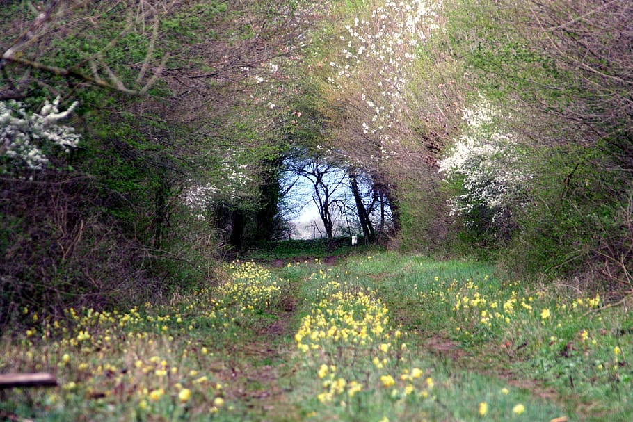 forest, nature, tree, landscape, season, plant, primroses, flower HD wallpaper