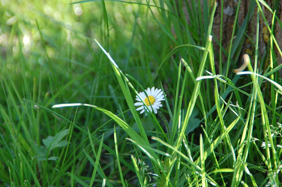 white chamomile flowers, daisy, nature, grass, plant, flowering plant HD wallpaper
