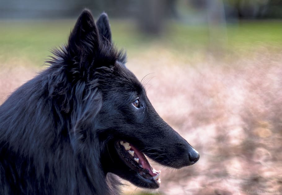 selective focus photography of long-coated black dog, belgian sheepdog