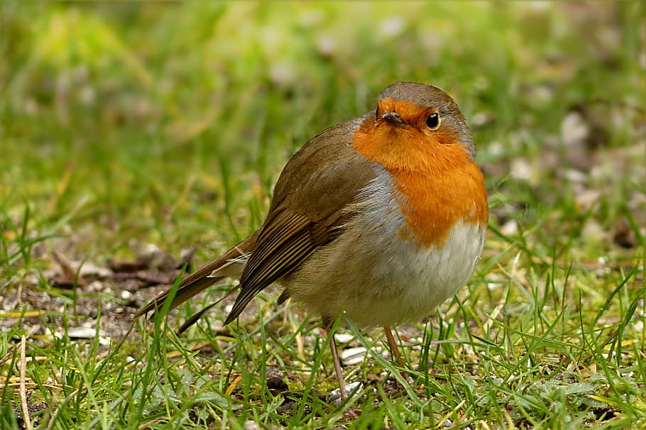 gray and brown bird, robin, erithacus rubecula, garden, foraging HD wallpaper