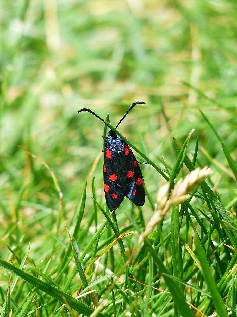 butterfly, red, black, spotted, six moth, zygaena filipendulae HD wallpaper