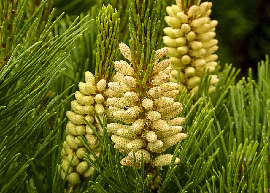 buds, blossom, pine, shrub, nature, close-up, yellow, summer HD wallpaper