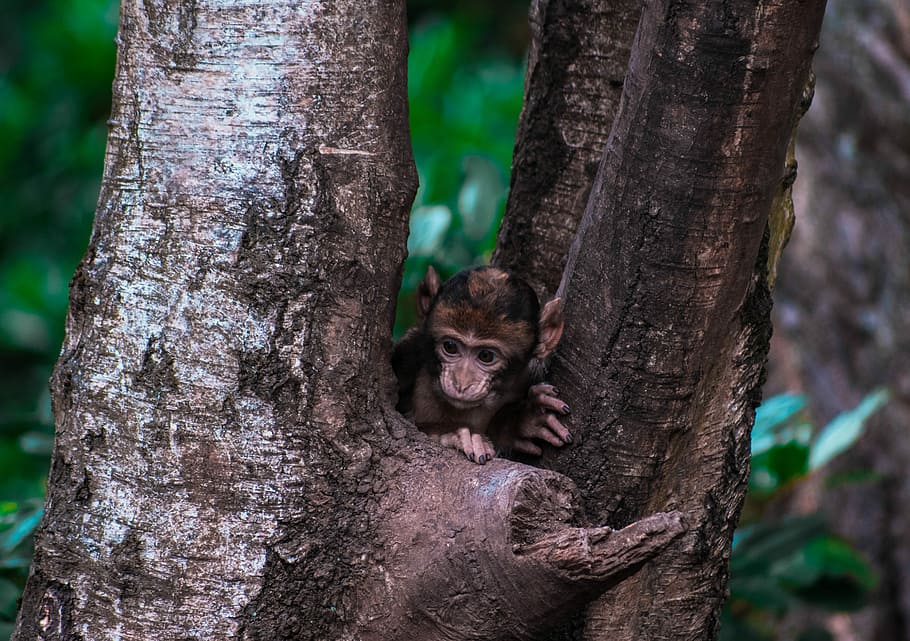 monkey on tree, monkey hiding on tree, ape, bark, leaf, branch, HD wallpaper