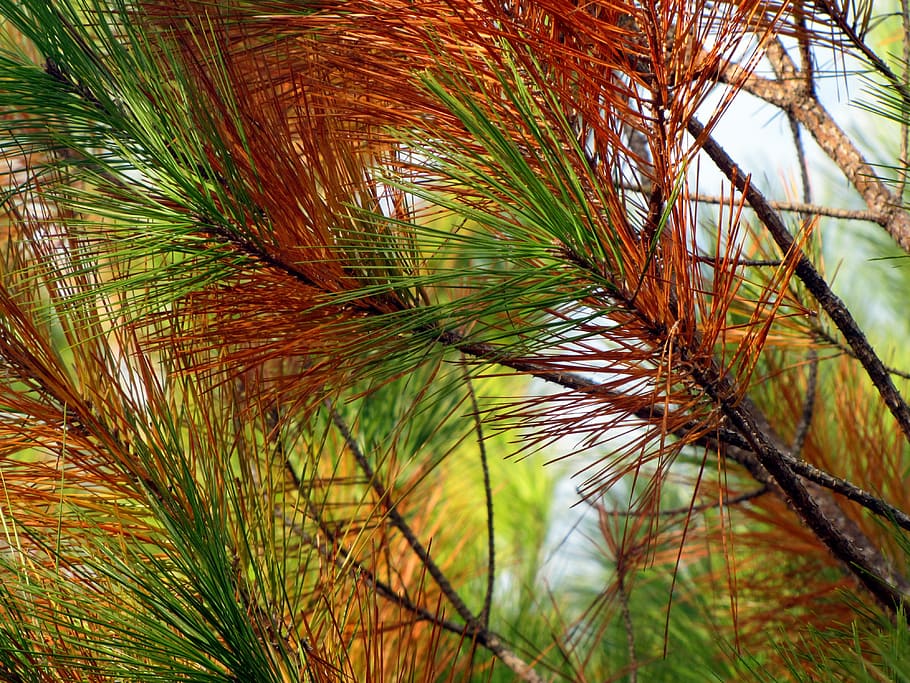 close-up photo of green and red leaf plants during daytime HD wallpaper