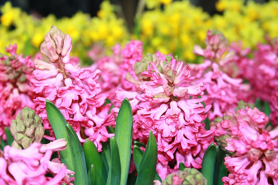 spring, hyacinth, flower, plant, blossom, bloom, flowering plant HD wallpaper