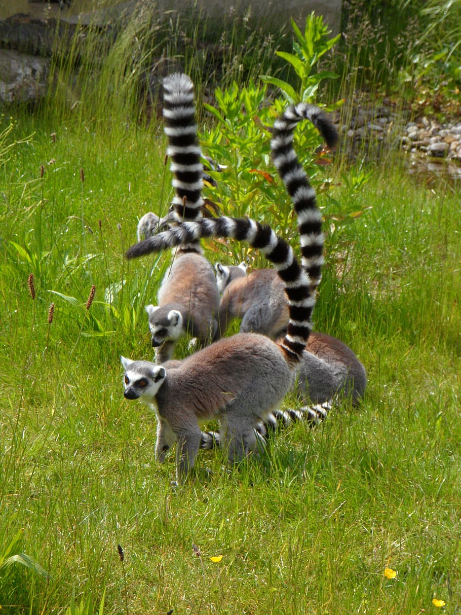 Ring Tailed Lemur, Prosimians, Lemurs, cocks, ringed, striped HD wallpaper