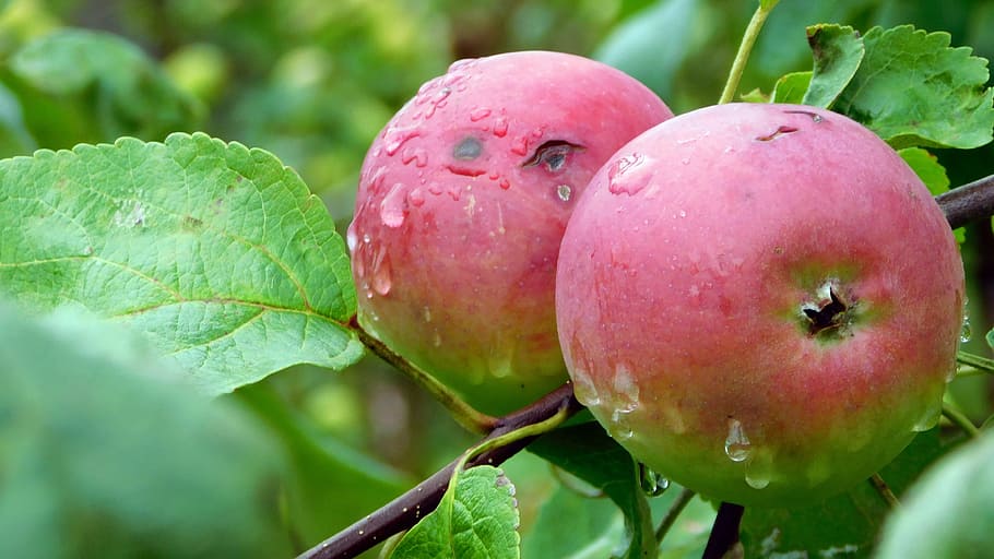apple tree, harvest, krupnyj plan, healthy eating, food and drink HD wallpaper