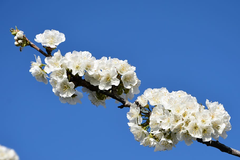 cherry, flower, sprig, spring, nature, spring flowers, garden HD wallpaper