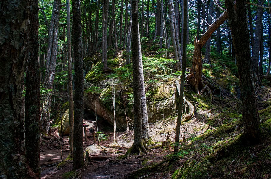 Mountain Climbing, Woods, forest, forest bathing, rock, megalithic HD wallpaper