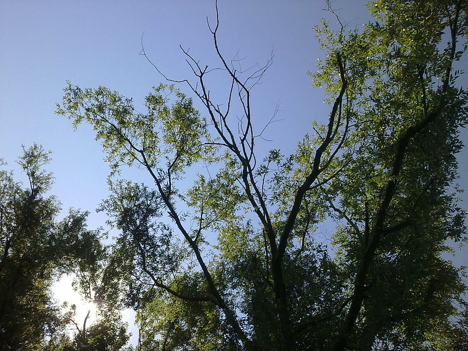 trees, sky, landscape, plant, low angle view, growth, beauty in nature HD wallpaper