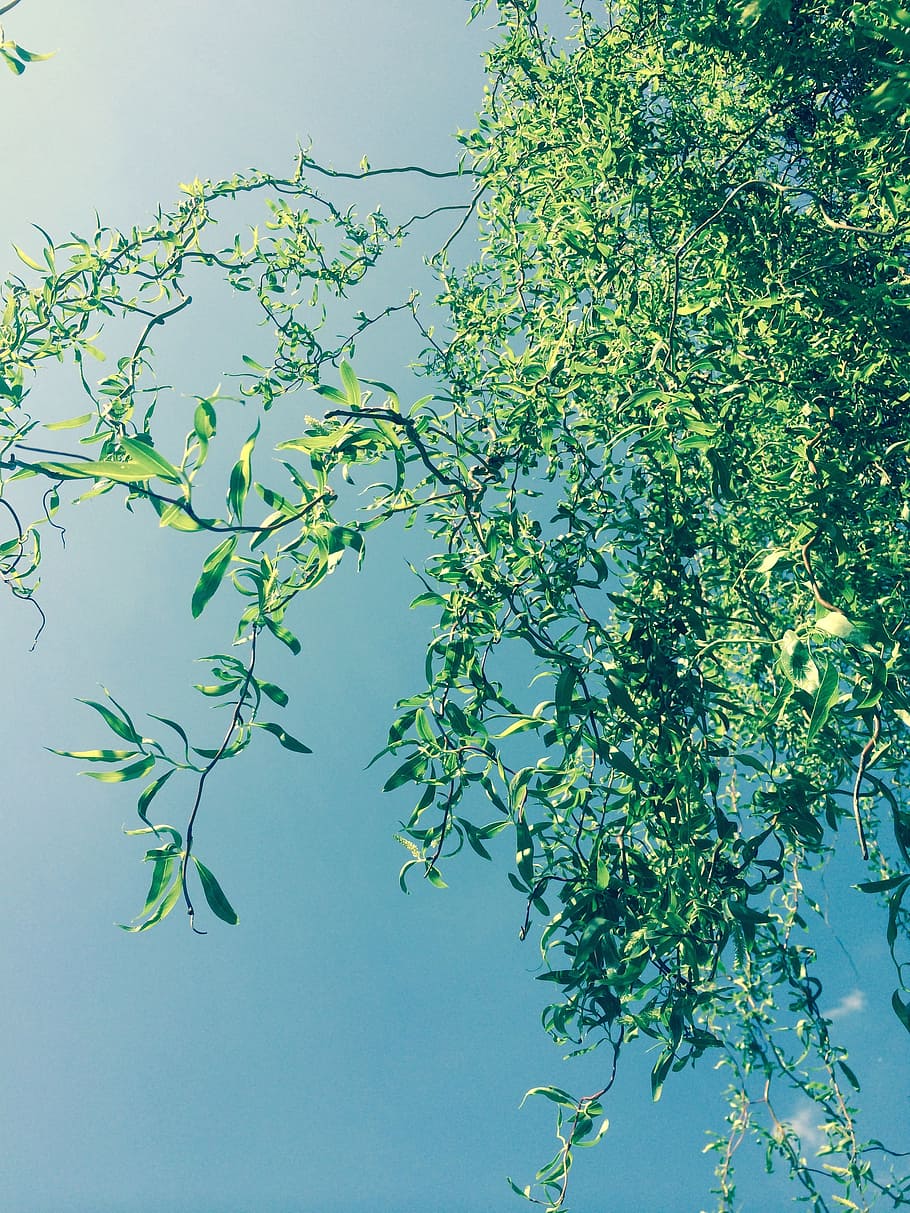 weeping willow, spring, bud, sky blue, nature, plant, growth HD wallpaper
