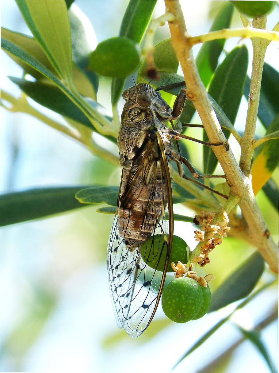 cicada, insect, summer cri-cri, detail, i cicádido, invertebrate, HD wallpaper