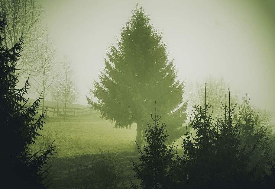 green leaf trees at daytime, pine trees covered in mist, woodland HD wallpaper