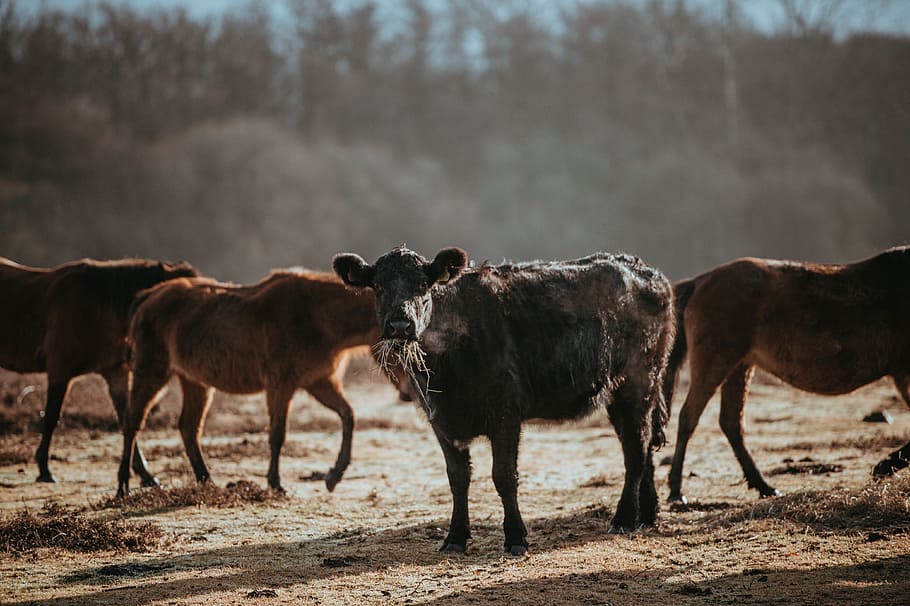 Cows grazing on a winters morning, four brown yakks, herd, grass HD wallpaper