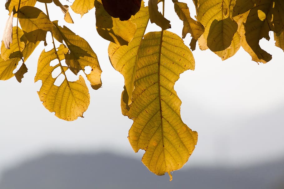 Leaf, Walnut Tree, Fall Foliage, autumn, leaves, colors of autumn HD wallpaper