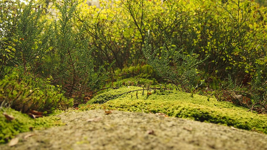 green grass, moss, forest floor, vegetation, plants, ferns HD wallpaper