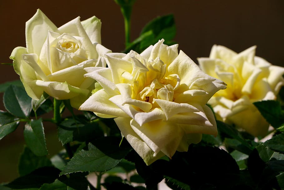 roses, blossom, bloom, white, yellow, nature, flower, petal HD wallpaper